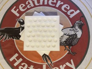 48 Hole Jumbo Quail Egg Shipping Foam - 100 Sets